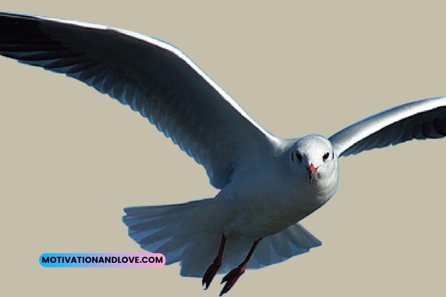 Quotes About Seagulls