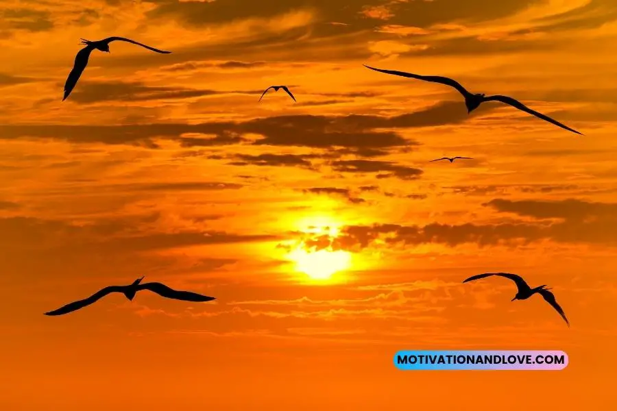 Sunset With Birds Flying Quotes