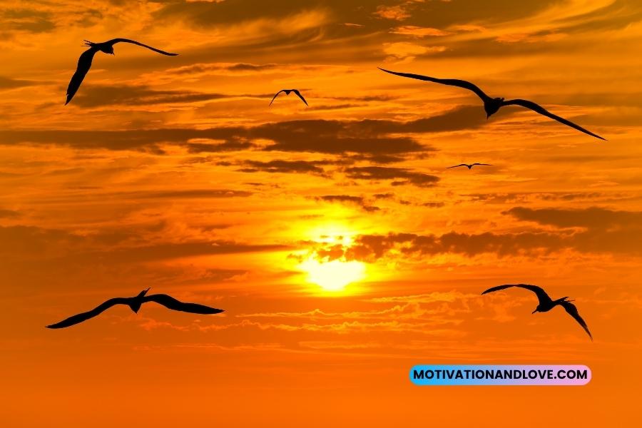 Sunset With Birds Flying Quotes