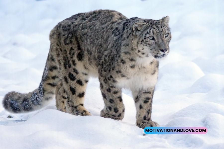 The Snow Leopard Quotes