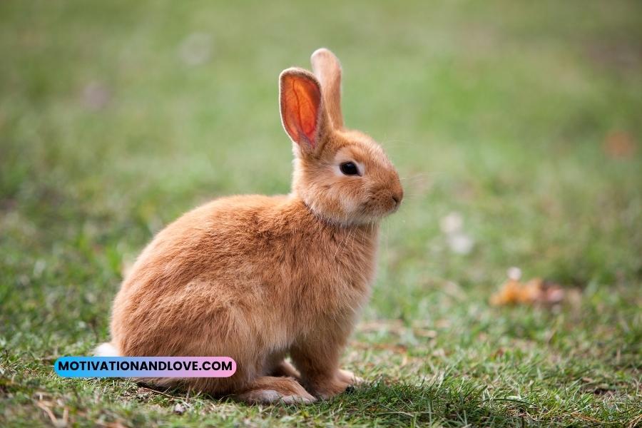 Rabbit Hunting Quotes
