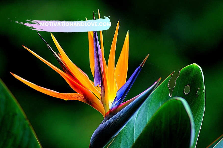 Bird of Paradise Quotes