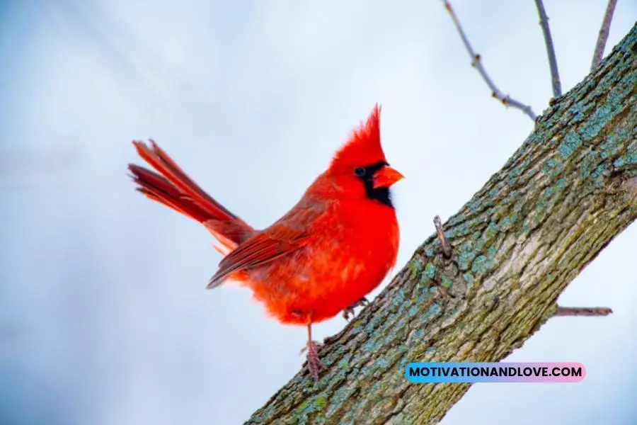 Cardinal Bird Quotes and Sayings