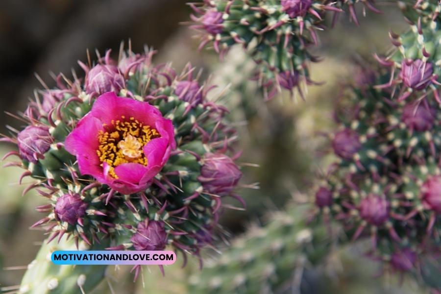 Desert Flower Quotes