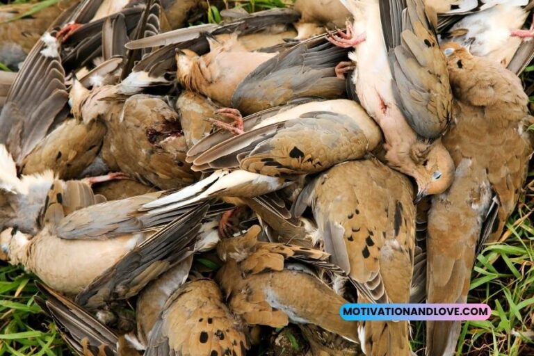 Dove Hunting Quotes and Sayings Motivation and Love