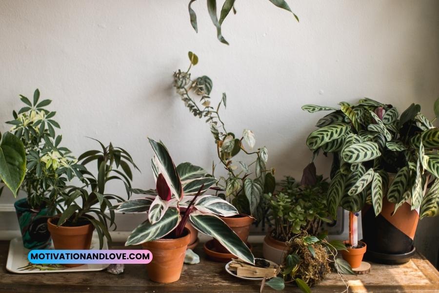 Inspiring Indoor Plant Quotes