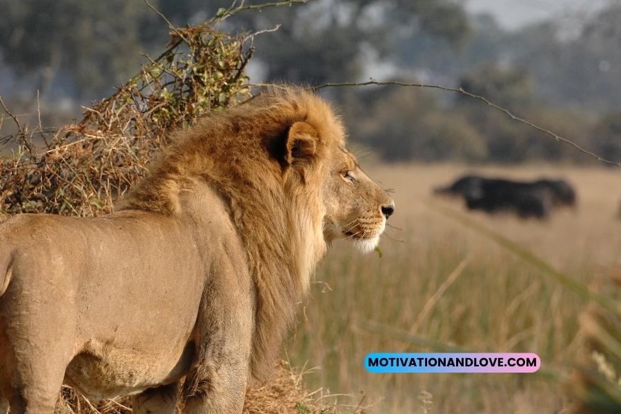 Lion Hunting Quotes