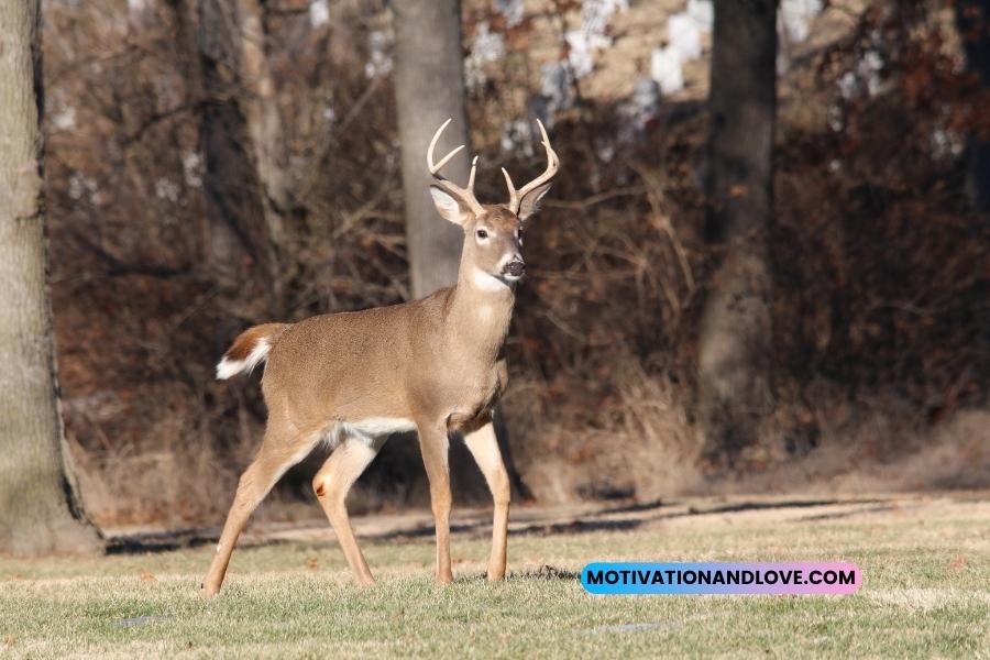 Whitetail Hunting Quotes