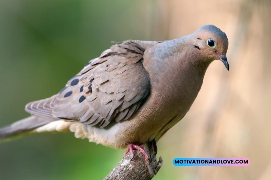 Mourning Dove Quotes