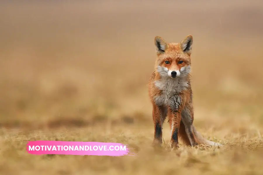 Anti Fox Hunting Quotes