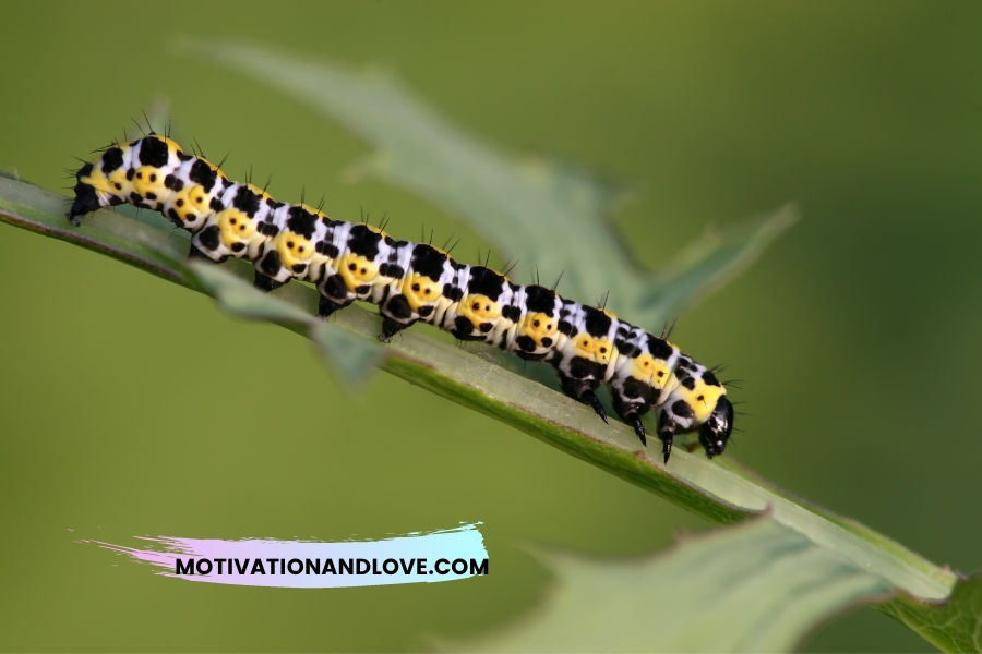 Inspirational Caterpillar to Butterfly Quotes