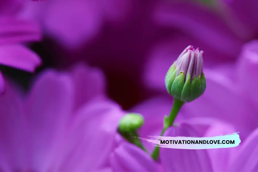 Inspirational Flower Bud Quotes
