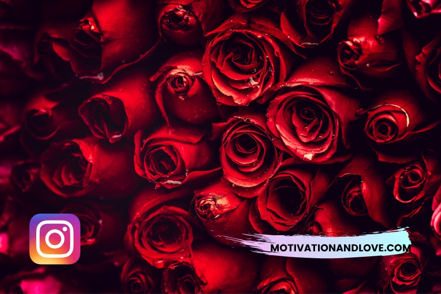 Rose Flower Quotes for Instagram