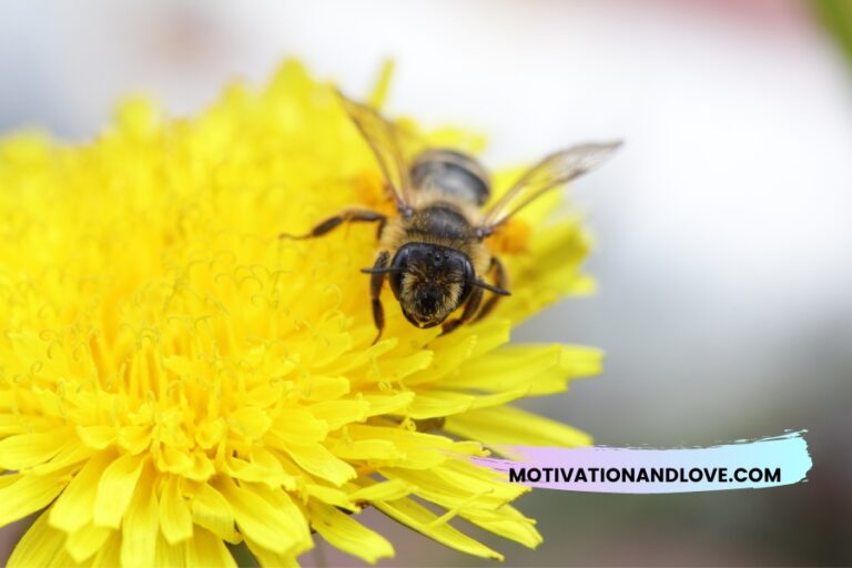 Busy Bee Quotes and Sayings Motivation and Love