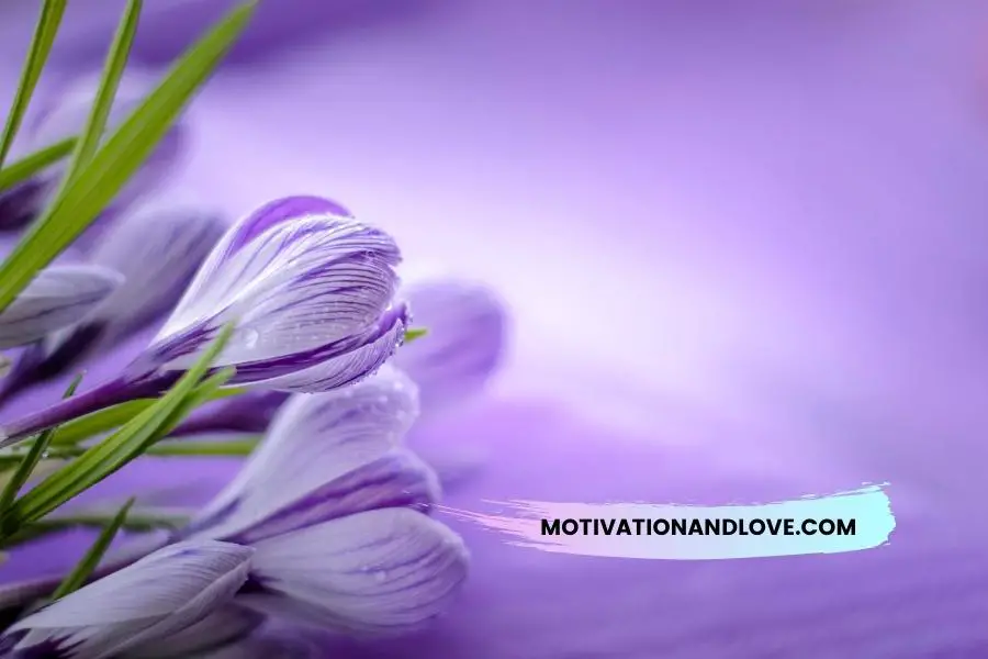 Purple Flower Quotes